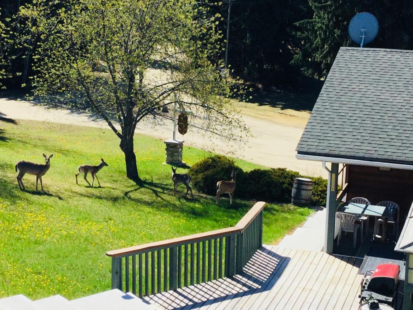 Dream Catcher Inn Valemount Ngoại thất bức ảnh